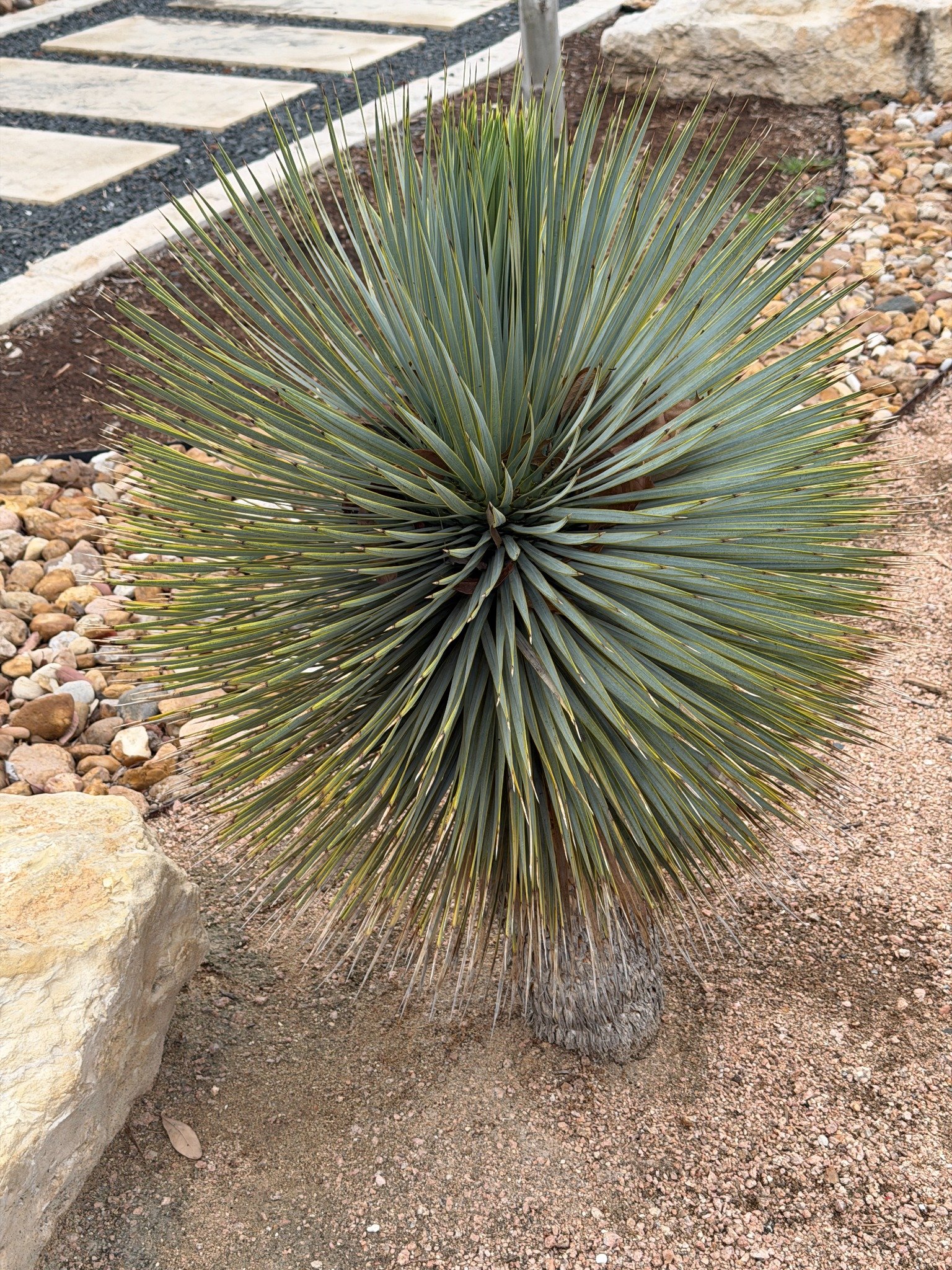 Yucca rostrata plant at Happy Tree Farm in Spicewood, Texas